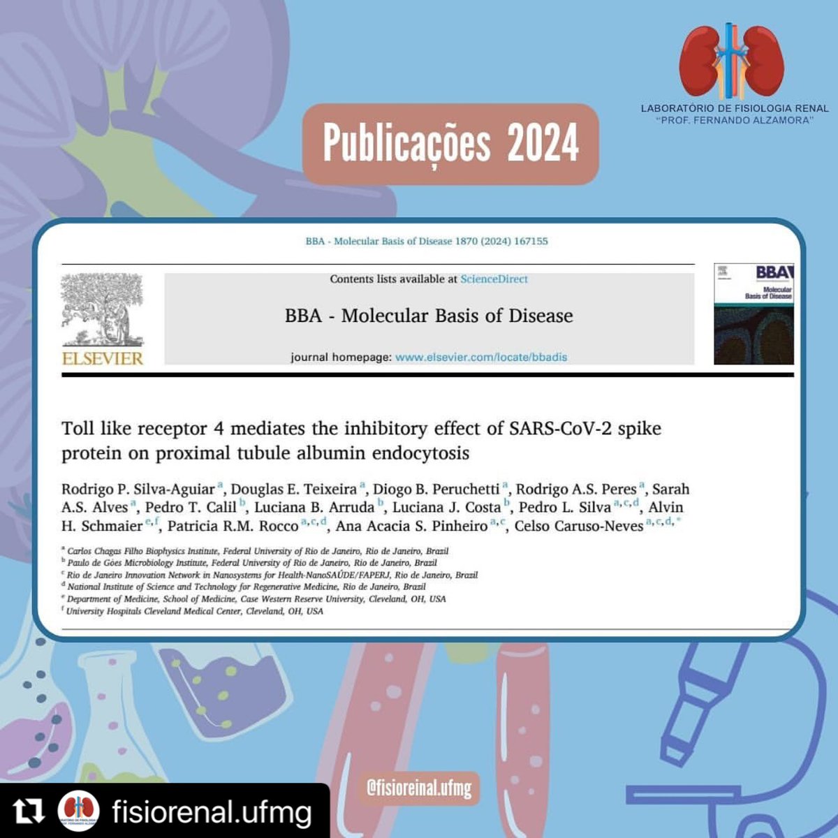 Mais uma publicação de 2024: “Toll like receptor 4 mediates the inhibitory effect of SARS-CoV-2 spike protein on proximal tubule albumin endocytosis”
Esse artigo revela a influência da SARS-CoV2 na inibição da endocitose de albumina em células epiteliais do túbulo proximal.