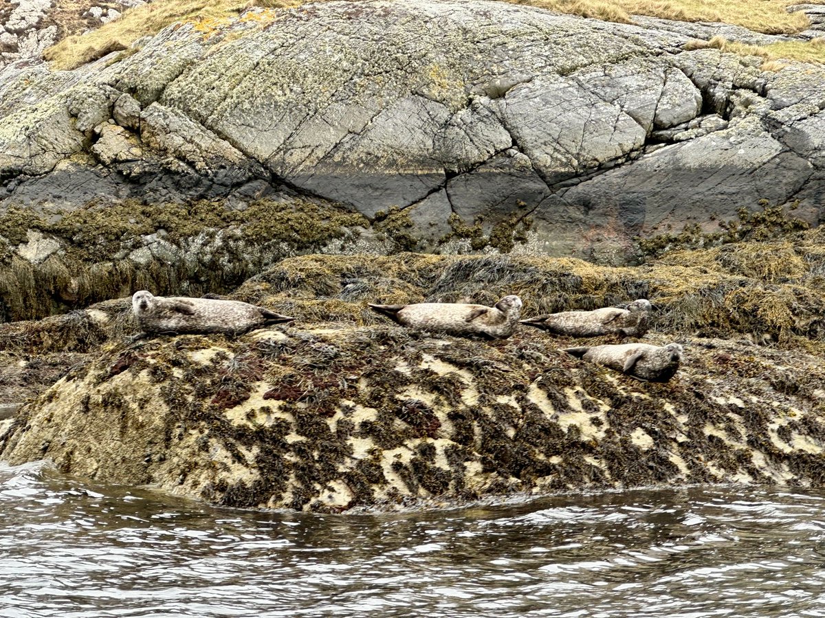 Deer on the hill, seals in the loch.