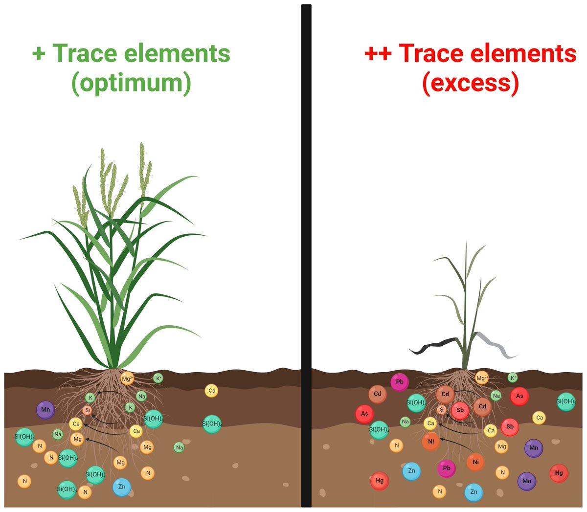 Mohammad Mukarram (@momomukarram) on Twitter photo Glad to publish this in <a href="/FrontPlantSci/">Frontiers - Plant Science</a>
A must-read for fellow researchers on plant stress physiology. We urge not to use the term 'heavy metals', given it is unscientific.
<a href="/AbioticStress/">Abiotic stress in plants (Green Survivors)</a> <a href="/Stressed_plants/">Stressed (Abiotic/Biotic) Plants</a> <a href="/Udelaruy/">Universidad de la República</a> <a href="/DanielKurjak/">Daniel Kurjak</a> <a href="/ComeniusUni/">Comenius University Bratislava</a>
doi.org/10.3389/fpls.2… Glad to publish this in <a href="/FrontPlantSci/">Frontiers - Plant Science</a>
A must-read for fellow researchers on plant stress physiology. We urge not to use the term 'heavy metals', given it is unscientific.
<a href="/AbioticStress/">Abiotic stress in plants (Green Survivors)</a> <a href="/Stressed_plants/">Stressed (Abiotic/Biotic) Plants</a> <a href="/Udelaruy/">Universidad de la República</a> <a href="/DanielKurjak/">Daniel Kurjak</a> <a href="/ComeniusUni/">Comenius University Bratislava</a>
doi.org/10.3389/fpls.2…
