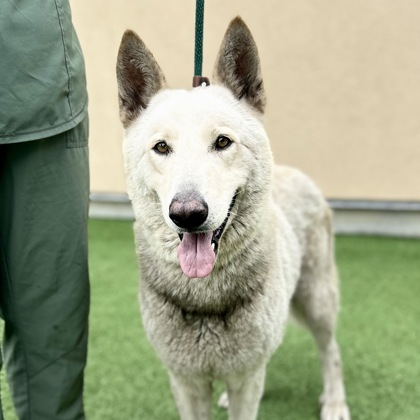 This handsome youngster is named Embry, when he came to us he was all grey, but after a visit to our spa 🛁 department he came out with white fur 😁🐾. Age: 2 years Weight: 73 pounds Breed: German Shepherd mix