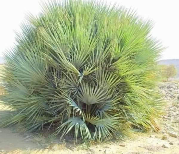 A species of Palm
In Koh e sulaiman  Mountain range
#earthquake #PlantATree