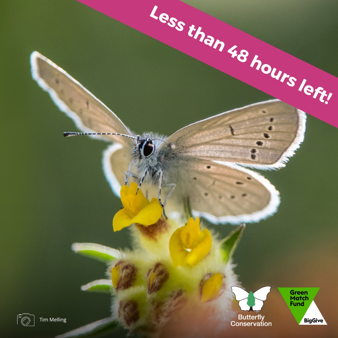 Less than 48 hours left to double your impact for Northern Ireland's butterflies and moths 💚🦋 We are so close to reaching our @BigGive target of £40,000! Can you help us raise the final £5,000 to unlock £5,000 in match funding? Donate today 👇 donate.biggive.org/campaign/a0569…
