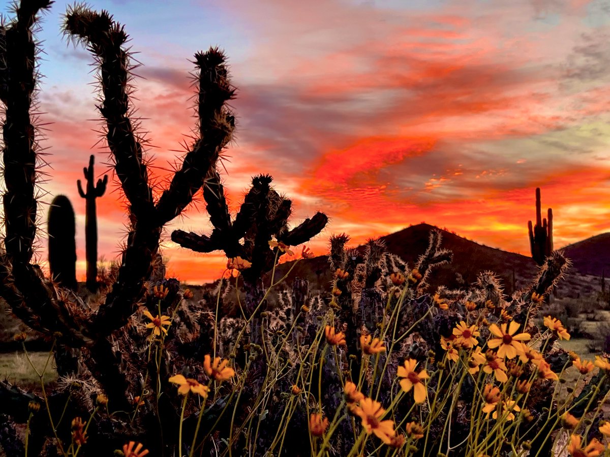 Watchin' the sky roll away. ☁️🌼⛰️ 📍Phoenix Sonoran Preserve 📷: @michael_marcinko