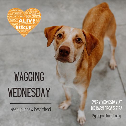 Hey #Chicago & #Wisconsin! .@aliverescue Wagging Wednesday #dogs #Adoption #EVENT 

Wednesday 4/24, 5 - 7 PM #bigbarn

#AdoptDontShop #AdoptDontBuy #AdoptAShelterPet #adoptaseniorpet #AdoptAShelterDog #pets 

facebook.com/events/7580925…

Meet Keifer!
facebook.com/AliveRescue/po…