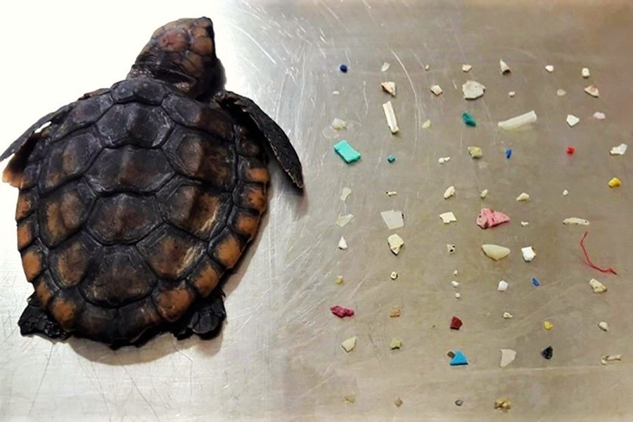 Sharing my research at the UN Plastics Treaty negotiations: 52% of sea turtles have ingested plastic. 22% die after ingesting just one piece of plastic, and the mortality rate jumps to 50% when reaching 14 plastic items. #PlasticsTreaty #TurtleTuesday #SeaTurtles #Microplastics