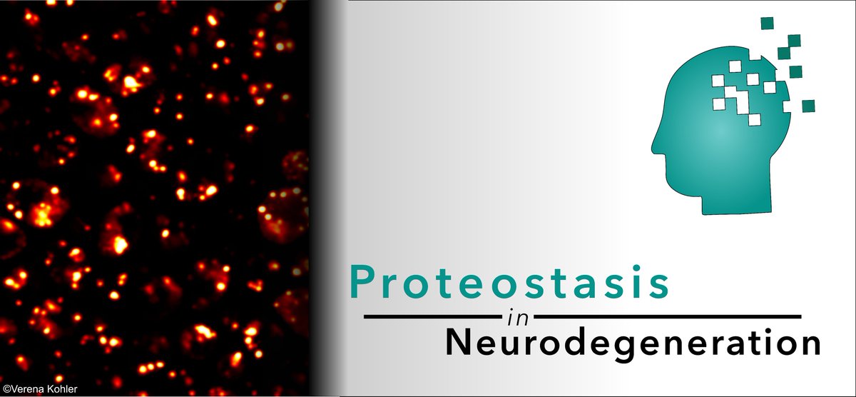 Interested in #Proteostasis and #Neurodegeneration?

Then check out this week's selection of publications on this topic!          

biomed.news/bims-proned/20…

Thanks to @Bims_BiomedNews for the pre-selection!   

 #ProteostasisInNeurodegeneration