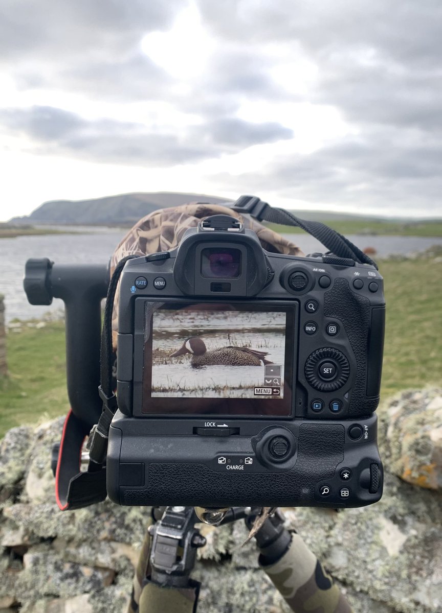 Watching a lovely North American drake Blue-winged Teal at Scatness, Shetland this evening.