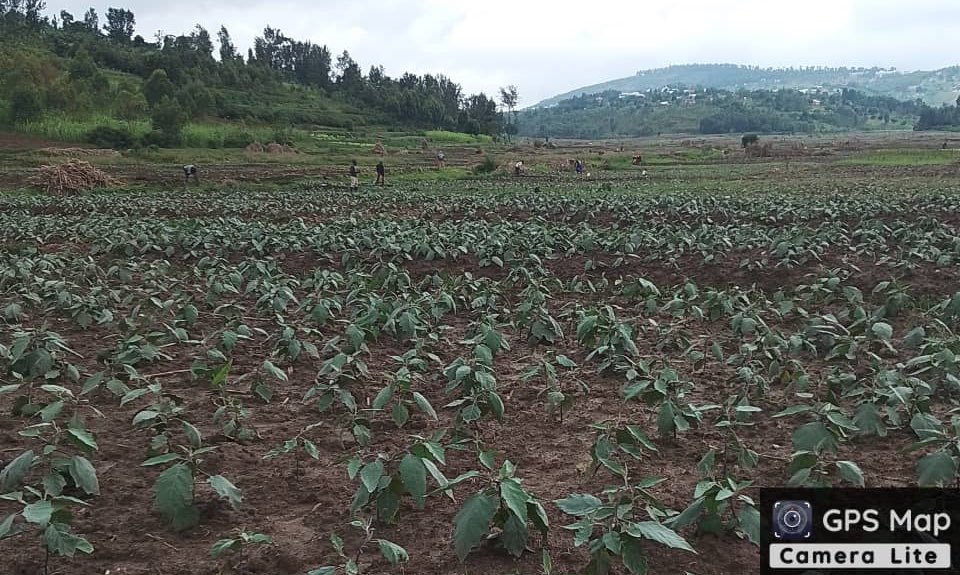 Consistently assisting farmers to adopt good agriculture practices. Our team of extension agents work w/farmers through proximity coaching & training on improved practices to increase productivity. We remain committed to advancing agriculture through Private extension services