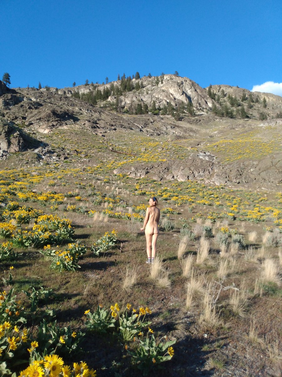Ok_Naturist_BC's tweet photo. #Spring #Cottontail
#arrowleaf #Blooms
When the arrowleaf Blooms through the Southern #Okanagan Valley, you know Spring is here to stay. https://t.co/K5OJlQvaol