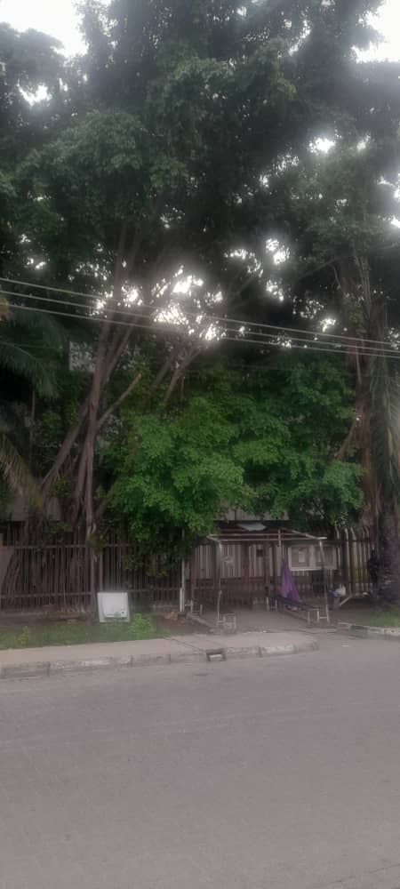 S2000Realtors's tweet photo. Urgent attention of Lagos State Government to an abandoned property in Victoria Island with overgrown tree, rodents, snakes etc trespassing from there to adjoining buildings @LasepaOfficial @followlasg @LAGESCOfficial @tokunbo_wahab pls act on the building at Plot 10 Idejo Str https://t.co/thxLvvvGYf