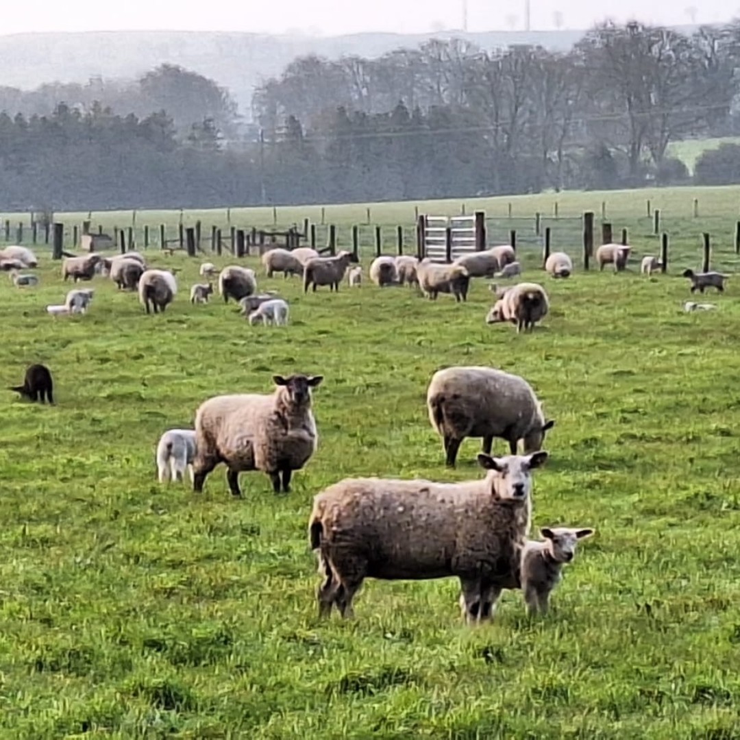 Our spring lambing is all wrapped up now; with 306 ewe's gone out with 512 lambs- so 1.67 lambs per ewe!🐑 Don't forget, we've an Open Day coming up on the 10th of May- DM us to book your place today!