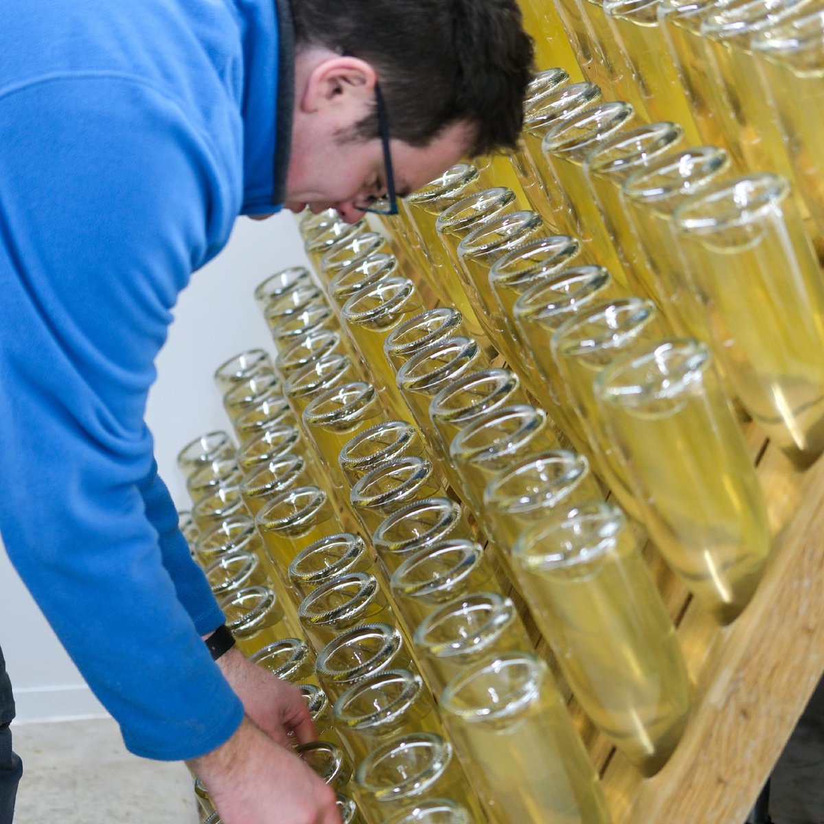 northumb_honey's tweet photo. Why do we age our mead upside down? 

Riddling, a traditional process, involves gradually rotating and tilting the bottles upside down over time. The yeast sediment moves towards the bottle neck, where it can be removed in an EXPLOSIVE process called 'disgorging' 🍾

#meadmaker https://t.co/huSDw65seF