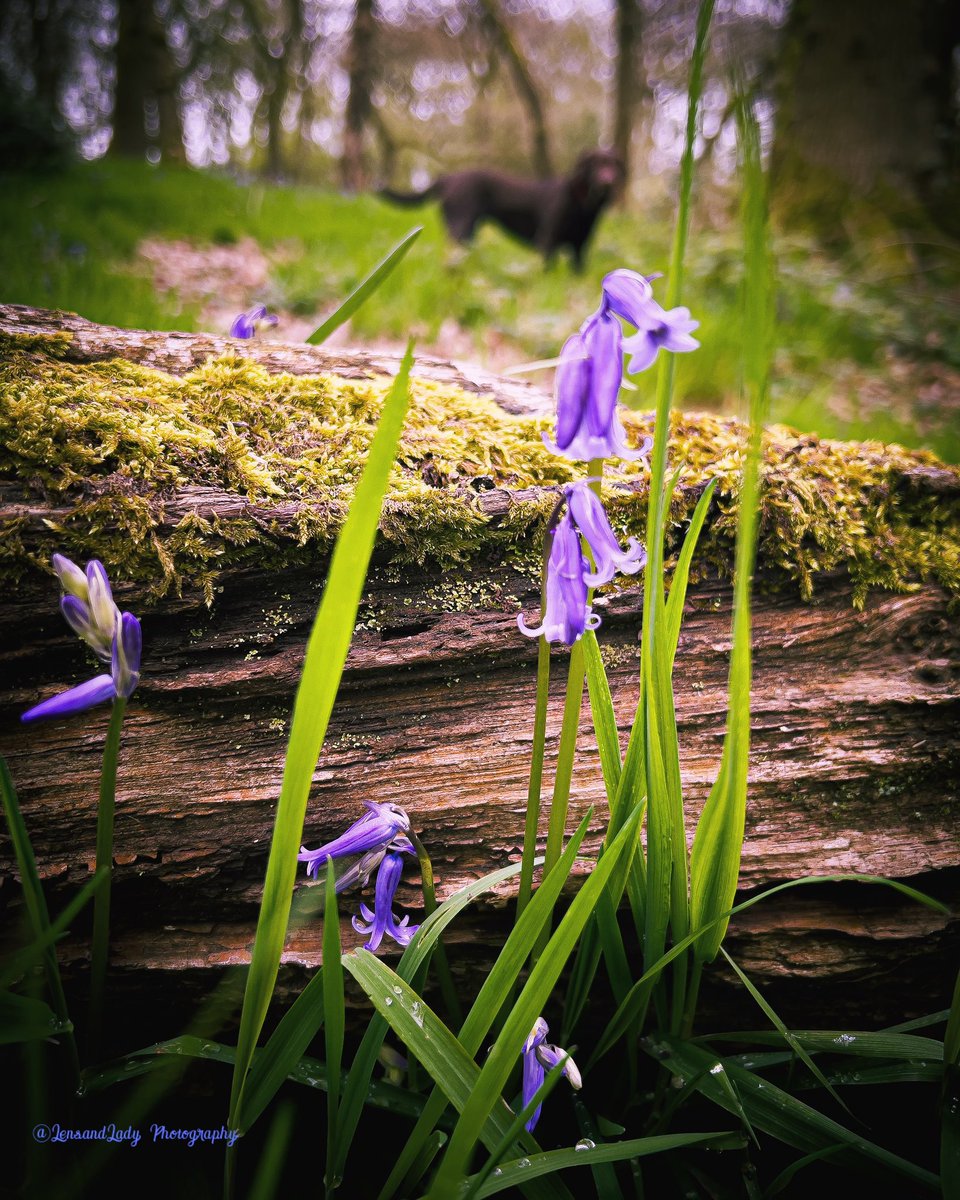 LensandLady's tweet image. Lovely walk in the woods today 
#Tilly ☺️