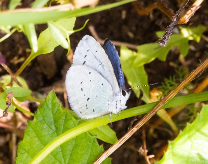 Exciting-neighbour just recorded the third sighting in #Burntisland of a #HollyBlue butterfly in his garden- wee man recorded the second on our steps last year 

They are on the march northwards - keep your eyes 👀 

Disaster garden but has holly & ivy so must be 💕 for them!