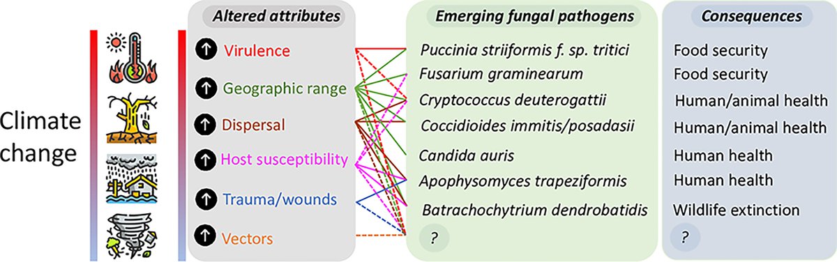 Excellent article covering the many ways that climate change can potentially impact fungal diseases. ehp.niehs.nih.gov/doi/10.1289/EH…