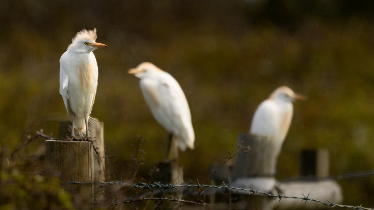 Cattle Egret - 3 of the 6 birds just south of 4-mile bridge and either side of the Rhoscolyn road. How times have changed. Birds are colouring up nicely - would be a welcome addition to resident and breeding bird species. @AngBirdNews