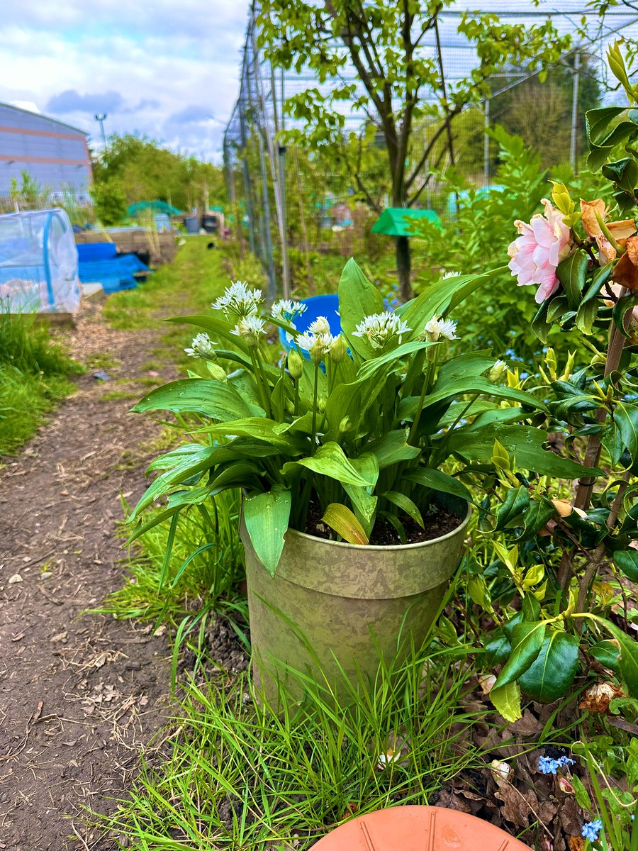 I deffo like this wild garlic even as ornamental plant 🥰 #Allotment