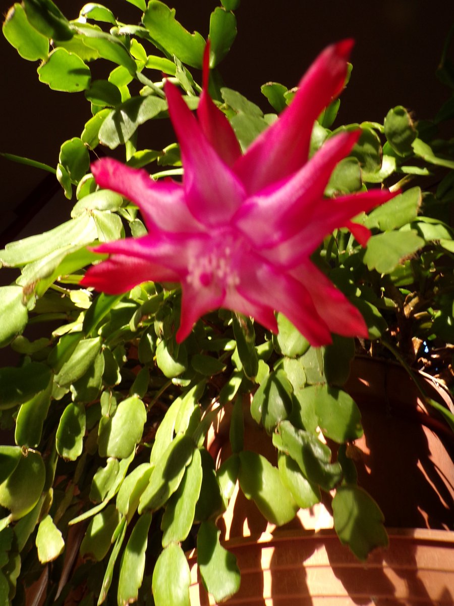 Il fait froid !... 📸 Du coup 'les cactus de Noël' se remettent à fleurir... La Nature et l' Humanité ne savent plus très bien où elles sont arrivées... 🙄