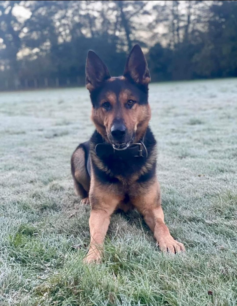 A massive thank you to @CoventryPolice for donating £250 from their tuck shop to the @The_NFRSA in honour of the recently retired PD Gunner. The new boy has got huge paws to fill. #policefamily #thankyou