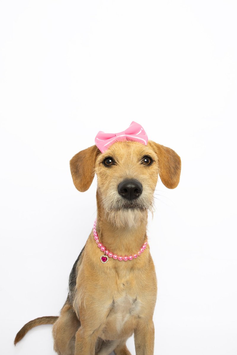 ProjetoViralar's tweet photo. Alice foi adotada bebê e devolvida prestes a fazer um ano. Agora está pronta pra ser adotada novamente. Compartilhe e ajude ♥️

🐕11 meses a 1 ano
🐕 Porte médio
🐕 Castrada e vacinada
🐕 Dócil com pessoas e outros cachorros 

Estamos localizados em São Paulo, ZL. Adote! https://t.co/EBFT6yhEQk