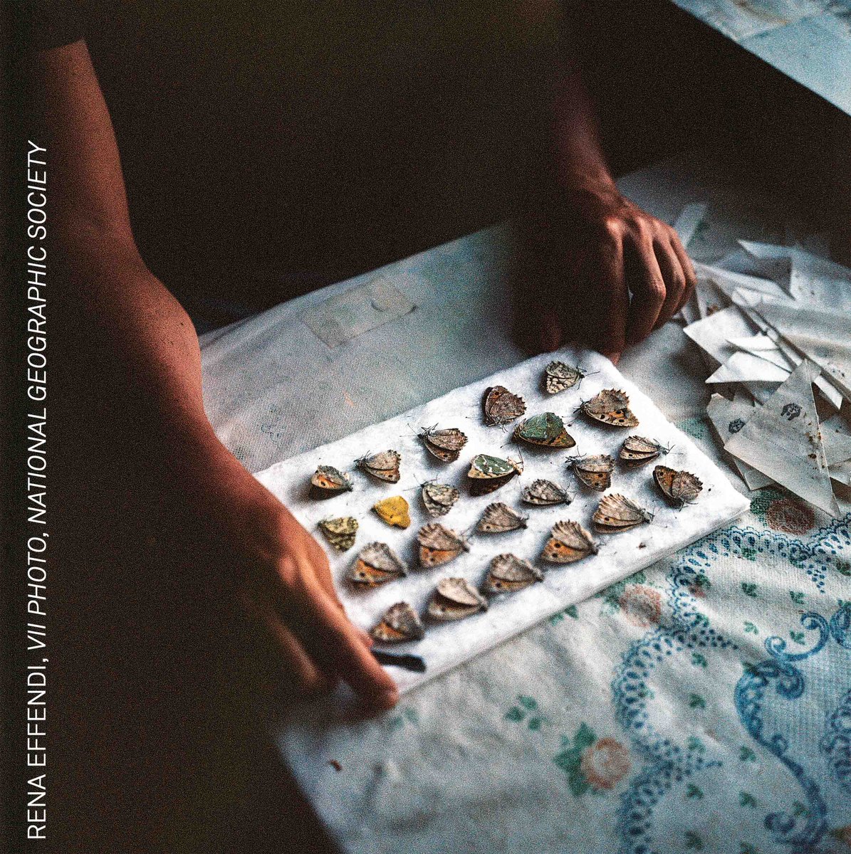 Photo of the Day | From the #WPPh2024 awarded ‘Looking for Satyrus’ by @rena_effendi, @viiphoto, @insidenatgeo, retracing the photographer’s father’s footsteps across the borderlands between Armenia and Azerbaijan in search of a rare butterfly species: bit.ly/4aMlEQm