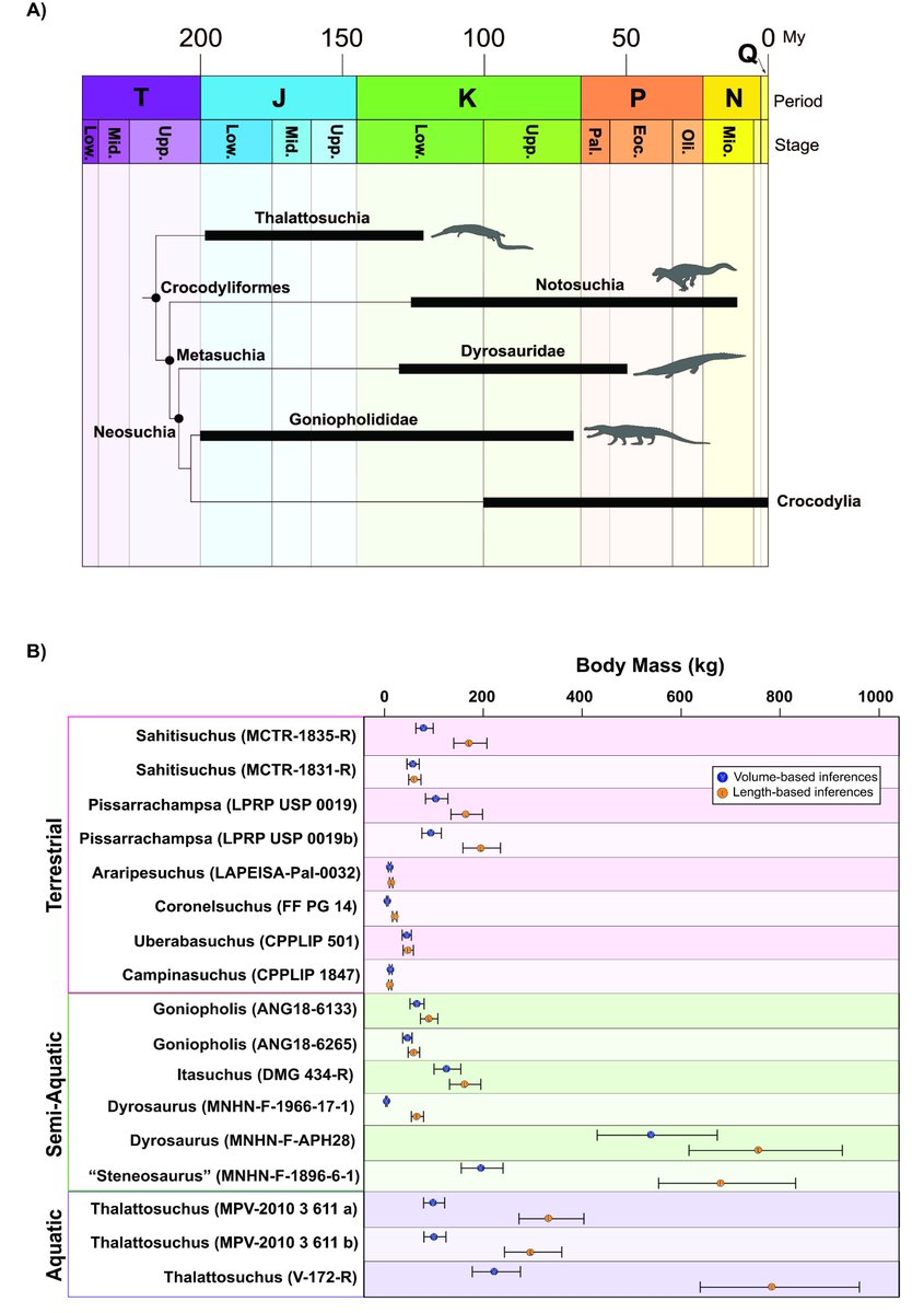 250 mya, Pseudosuchia emerged. Understanding croc biology not only unveils their past but also aids in deciphering traits of ancient pseudosuchians. New study suggests femur volume is reliable predictor of body mass for these creatures @histo_holly et al: doi.org/10.1002/ar.254…