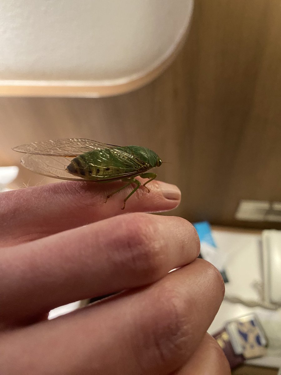 Meet my new friend the cicada He was a bit stingy at first …