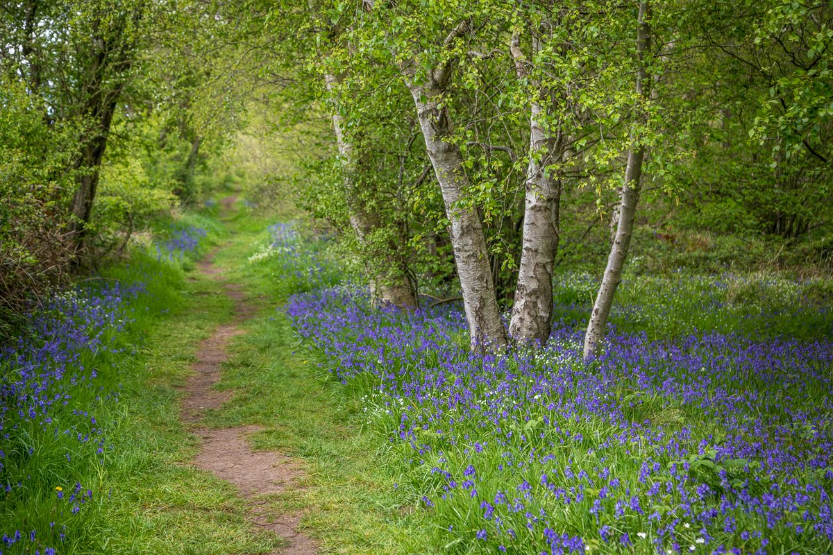 Paths through the bluebells andrewswalks.co.uk/north-cliffe-w…