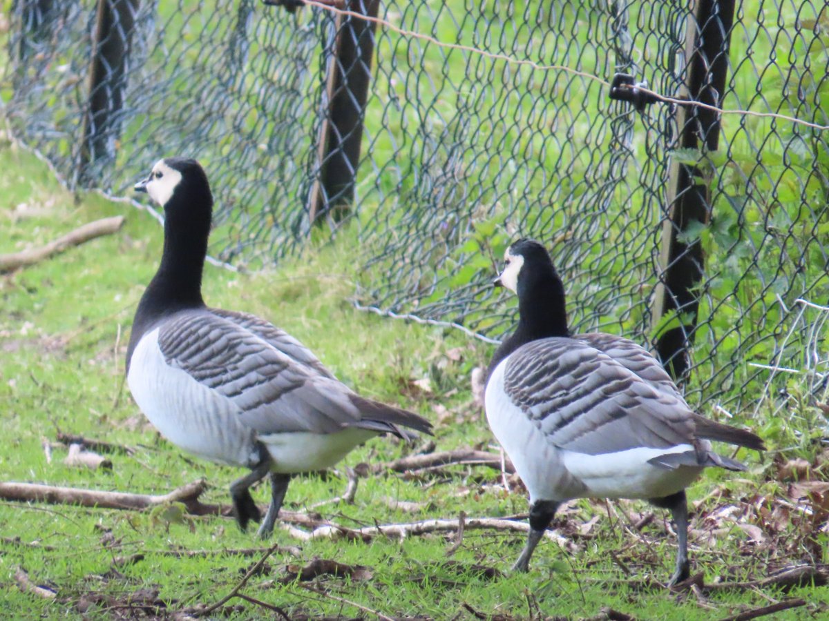 MvStuijvenberg1's tweet photo. Pa of Ma #NijlGans verjaagt de #BrandGans , 2 zelfs!
Want 6 Kuuks lopen als koeien te grazen.
1 Minuut later liepen ze weer vlak bij elkaar. ๐น๐น๐น https://t.co/RiedFVkzQw