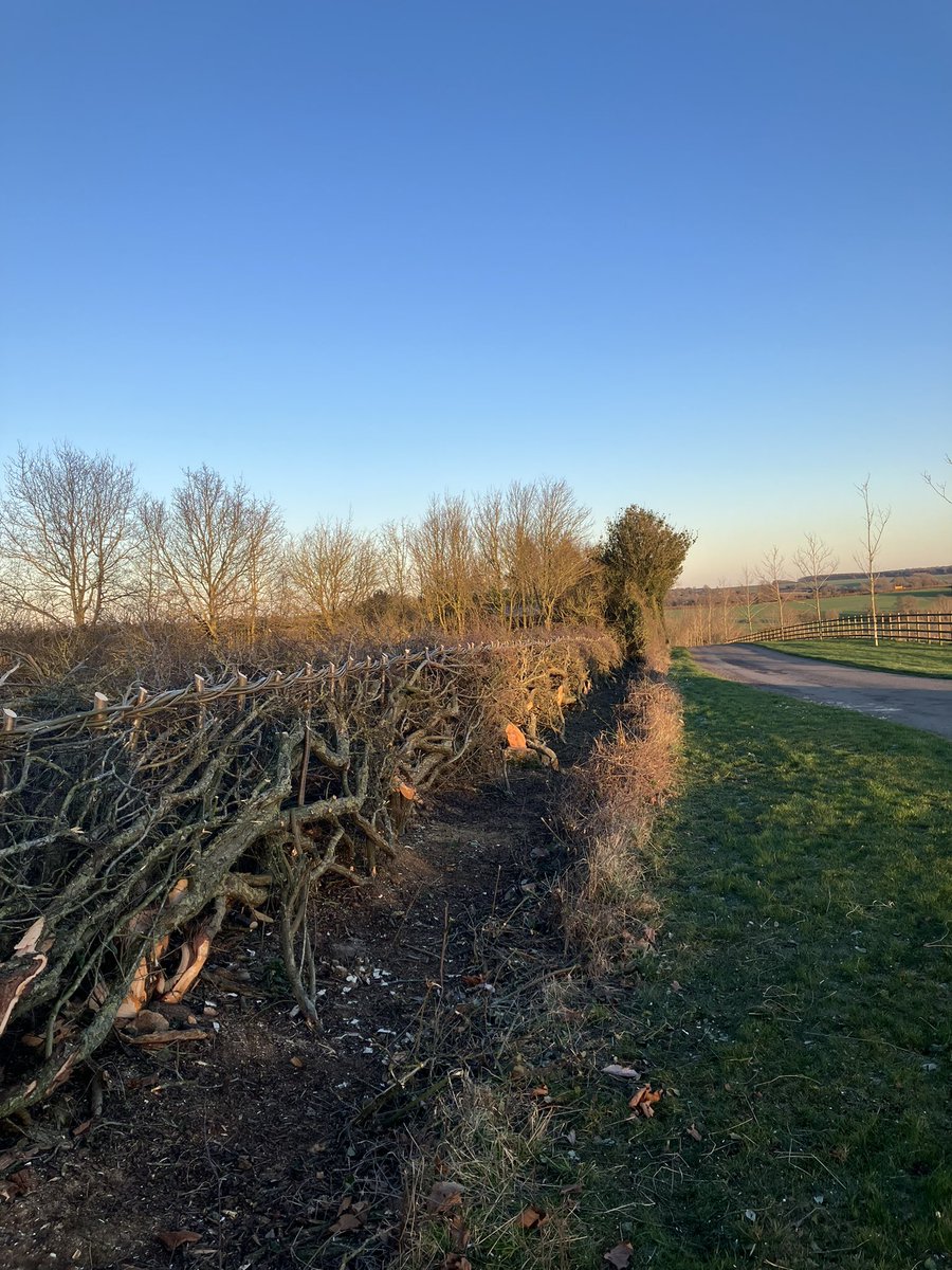 Over a mile of hedge layed this time. Young, old, tame &amp; wild. Hopefully the big wet is averaged out with some warm sun before too long.