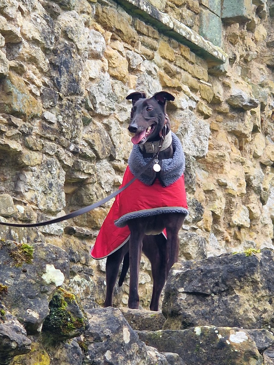 LittleTarry's tweet photo. Very happy hound. https://t.co/eKQTZmyohi