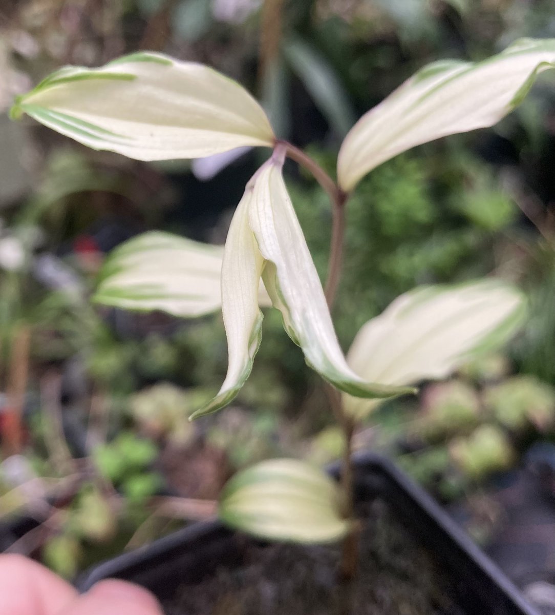 Disporum smilacinum ‘Chouyou’. Should be big enough to split in oh, about ten years?