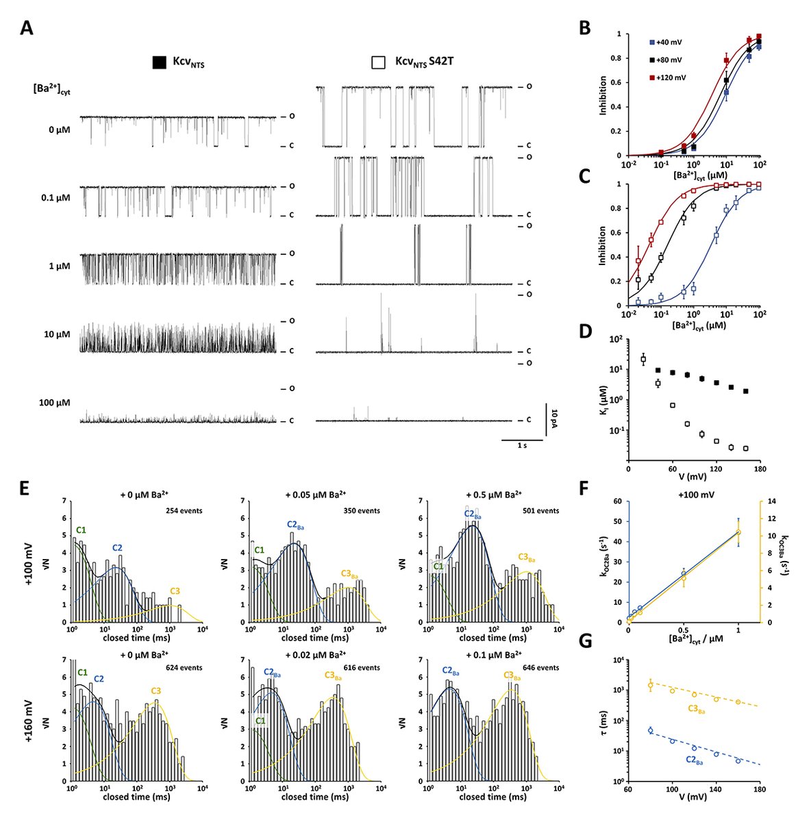 Tewes, Rauh et al. @TUDarmstadt use a simple K⁺ channel pore to examine filter gating. Voltage-dependent closings in pore-helix mutants can be explained by an elevated sensitivity to block by trace contaminations of Ba²⁺. hubs.la/Q02tNPRF0 #MembraneTransport #IonChannels