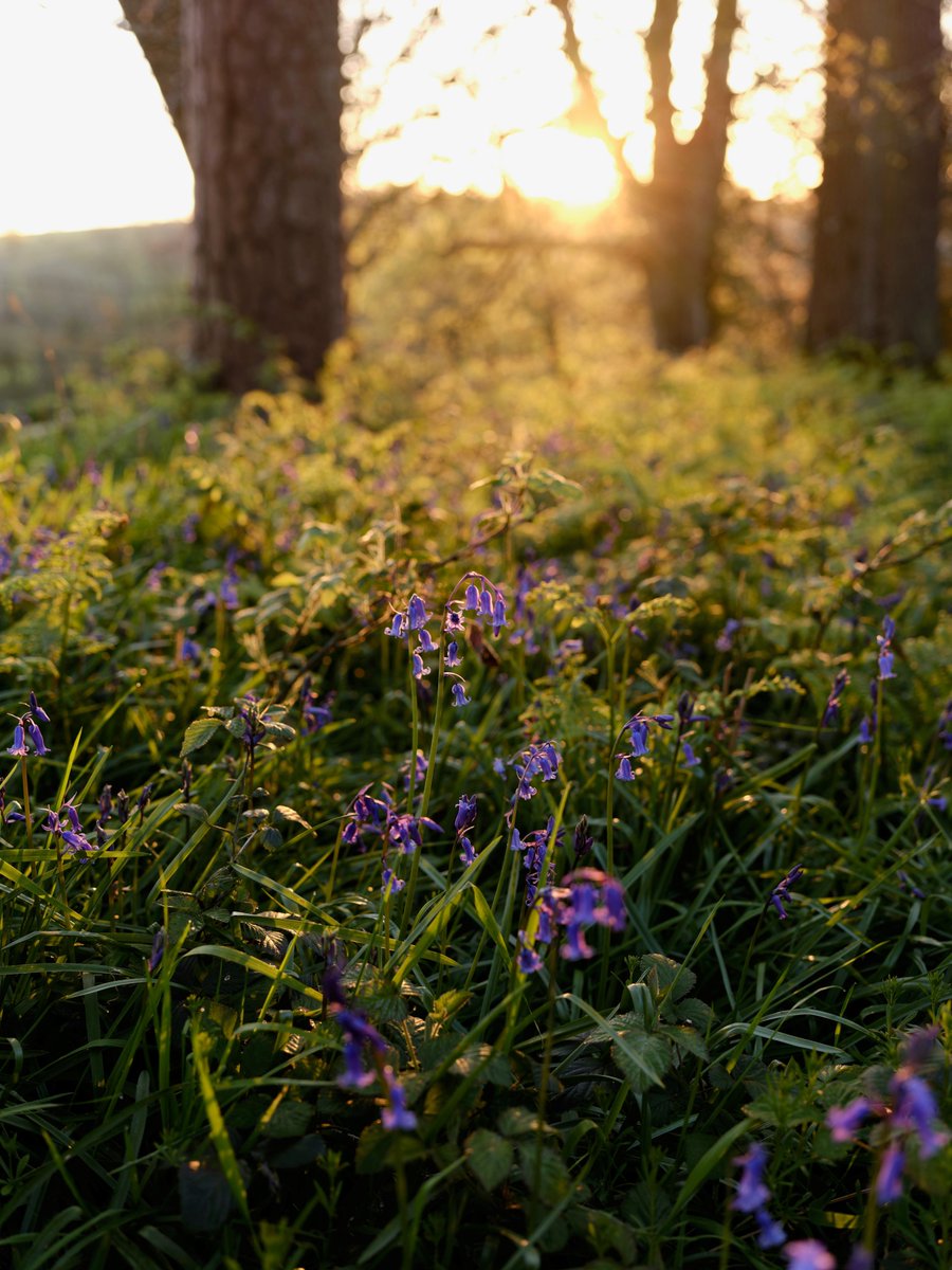 It's that time of year again at Fyne Court... The bluebells are starting to bloom in the woodland, one of our favourite sights of spring. 📸 Laurence C #Bluebells #Somerset #QuantockHills