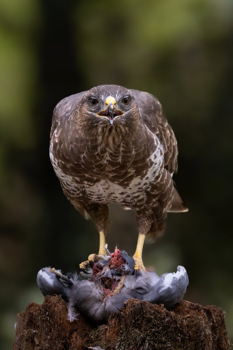 Common Buzzard, Norfolk #birdphotography #BirdsOfTwitter #birdwatching #BBCWildlifePOTD #NaturePhotography #wildlifephotography #wildlife #TwitterNatureCommunity #BirdTwitter #BirdsOfTwitter #ThePhotoHour #TwitterNaturePhotography #buzzard #norfolk #Raptor #Hawks #birdsofprey