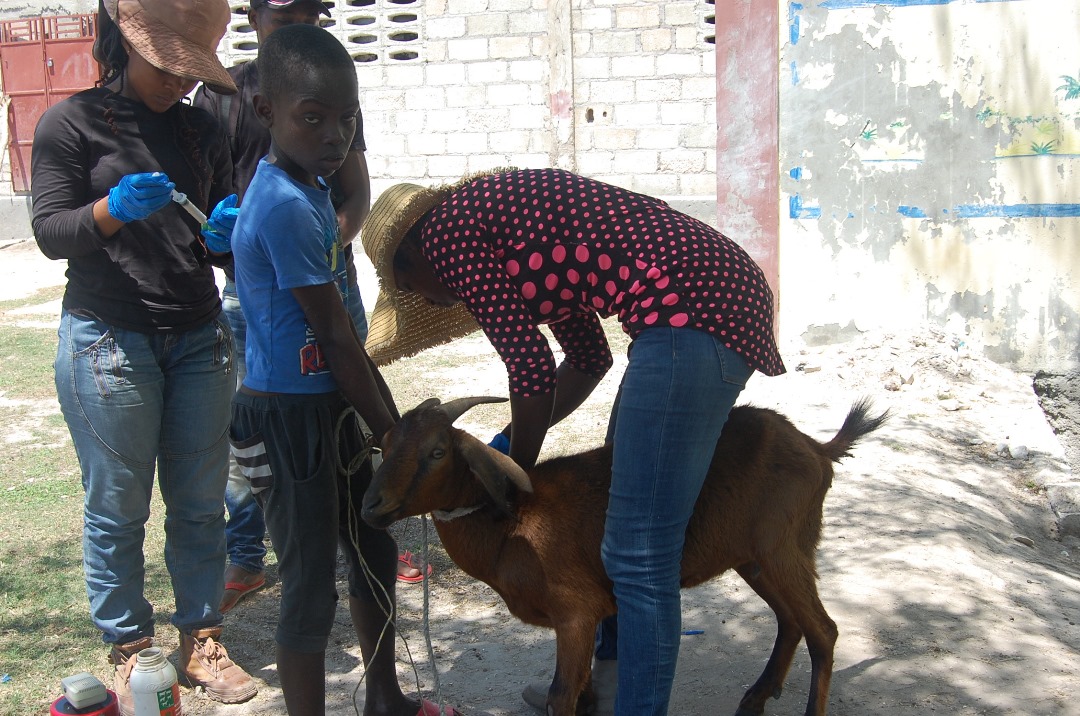 #Haiti Success Story: A $20k grant from HDI in 2022 enabled south Haiti community organization ASA to provide 90 goats to vulnerable families. These families have successfully raised, bred and sold goats and made cheese, increasing income and food security. Are up to 173 goats.