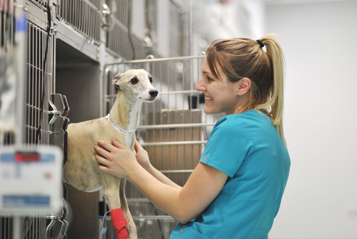 _VetSurgeon's tweet image. NEWS: Mars subsidiary launches canine cancer test in the UK and Europe: Antech, a subsidiary of Mars Science and Diagnostics, has launched a new, rapid canine cancer test for use in practice, in the UK… dlvr.it/T5vrsT #vetsurgeon #antech #vetoncology #vetdiagnostics