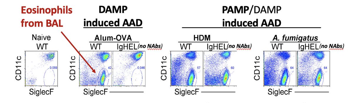 Our new study reveals that Natural Antibodies are required for APC licensing of type 2 immunity against non-immunogenic Ags in a DAMP-induced AAD model, driven by Alum/Uric acid, unlike the PAMP-induced type 2 priming observed with HDM or Aspergillus.

insight.jci.org/articles/view/…