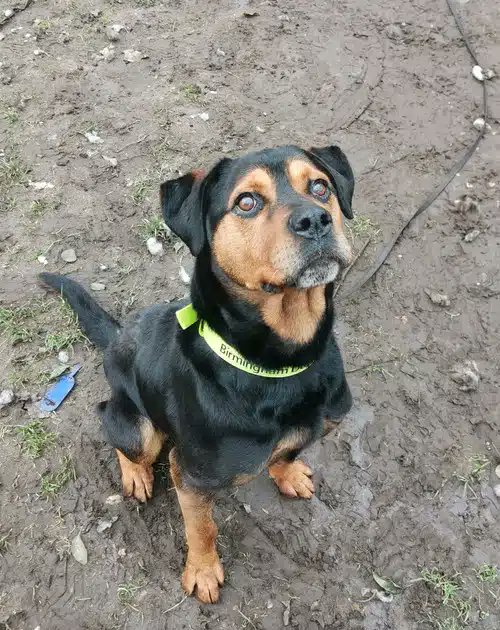 Please retweet to help Rocky find a home #WOLVERHAMPTON #UK 🔷AVAILABLE FOR ADOPTION, REGISTERED BRITISH CHARITY🔷 Friendly Rottweiler aged 12. He can live with children aged 13+ and with other dogs 🐶✅ 'Hi my name is Rocky, I am an elder gentleman however don’t let my age fool