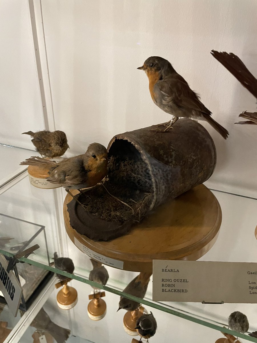 Le musée dublinois préféré des enfants (surnommé « Dead zoo », hum hum) semble n’avoir pas changé d’un poil depuis son inauguration par Livingstone en 1857. Son incroyable collection d’animaux naturalisés, parfois mis en scène avec kitsch, fascine aussi les grands ! @NMIreland