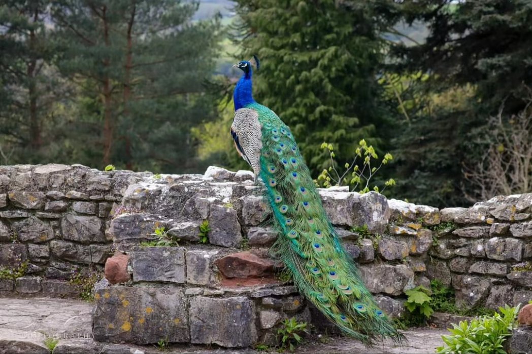NatureAPhoto's tweet photo. Had the pleasure of staying here ovet weekend. What a place, steeped in history. The staff were wonderful with us as my Husband is disabled.
Definitely going back again.
@Ruthincastle #RuthinCastleHotel 
#medieval #peacocks #castle #landscapephotography
#NaturePhotography https://t.co/I4TswZG4m2
