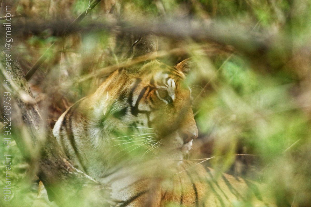 DG9322168759's tweet photo. Queen of Kanha
April 2024
Kanha MP India
#contact_for_safaris #big5safarisz
#little_brown_job
#Walk_with_Me
#planetearth #TheMysteriousWorld #hiddenindia
#greenplanet
#wildasia
#Follow_Me
#naturelover
#roadtrips
#ourplanetearth
#tribals
#adventure_lovers
#canon https://t.co/jIWytK1GcD