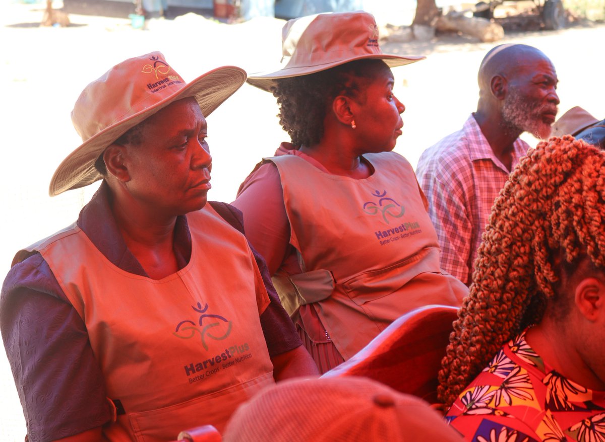 HarvestPlus Zimbabwe tweet media