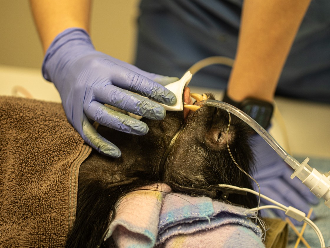 Remember Zhang? In 2022, Kerstin Stenson, MD, operated on a beloved langur at @lincolnparkzoo and removed a cancerous tumor from his mouth. Nearly two years later, we’re happy to report Zhang is still cancer-free! See more: rsh.md/3JLcbxb #HeadAndNeckCancerAwareness