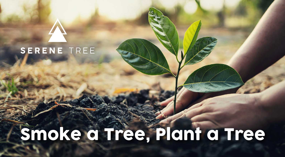 SereneTreeCBD's tweet photo. Serene Tree is partnering with the tree planting non-profit @TreeSanDiego. A portion of all sales on Arbor Day will go directly towards the organization which they’ll use to plant more trees in underserved communities #arborday #treeplanting #Nonprofit #Dogood #Socialgood #Causes https://t.co/Rn8HysEQtB