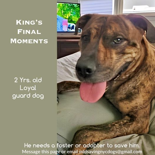 ‼KING NEEDS A HERO NOW‼
Look at that face and that smile. The butchers at the ACC intend to wipe it off the face of the earth forever. They are getting FAR WORSE lately. They WILL NOT HESITATE to kill this 2yo boy!
#fosteringsaveslives #adoptlove #rescuedismyfavoritebreed