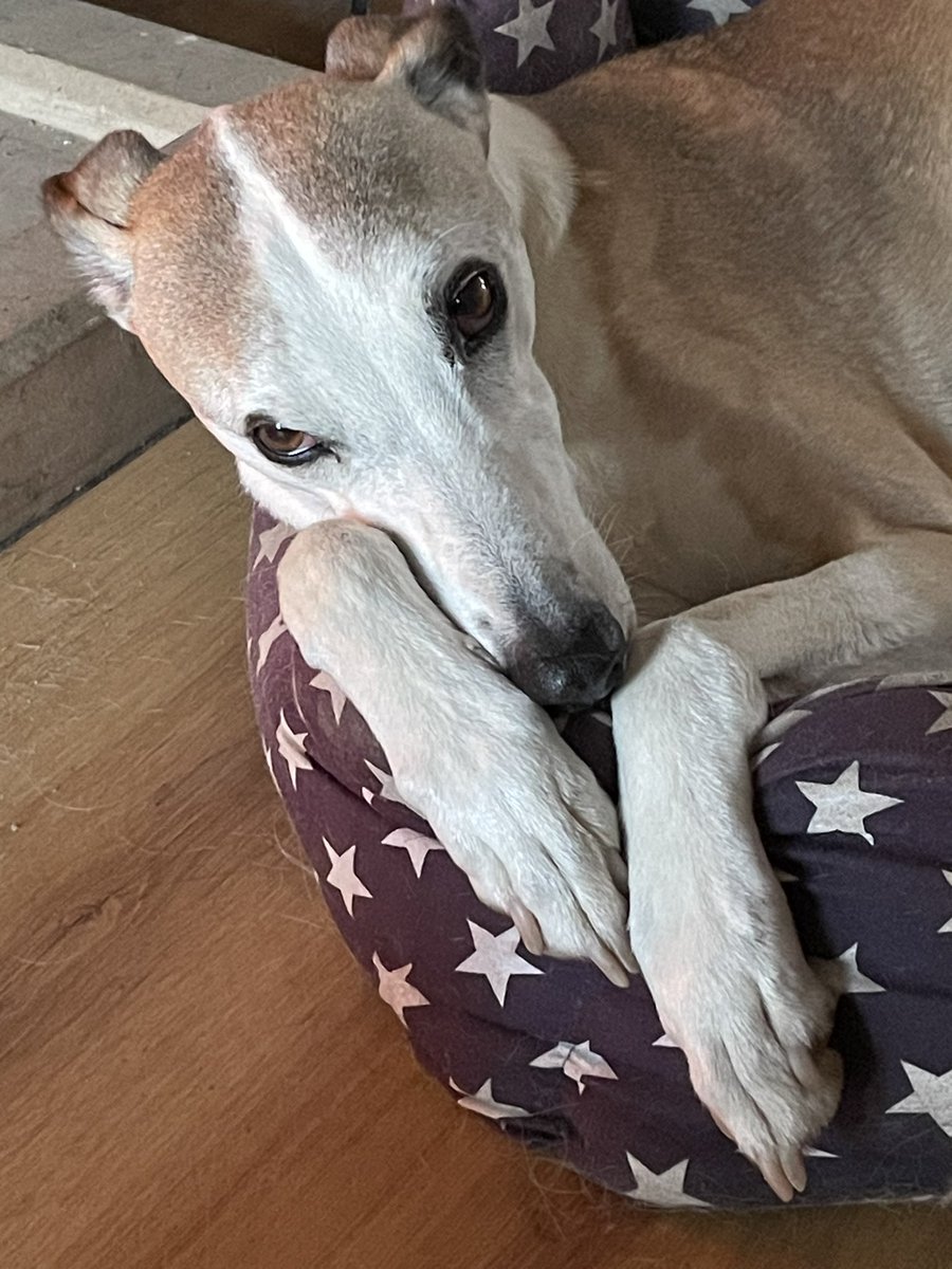 Thinking you’re fibbing when you said there was no more treats.. @CoraTheWhippet @parkhill101 @HartCollie @FilthyDoggie @DogsTrust @DogsOfTurf @whippetrescueir