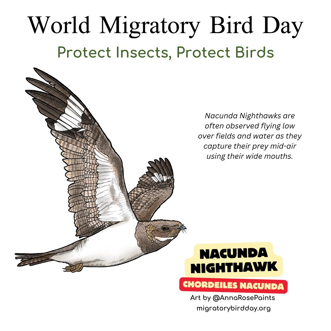 enviroamericas's tweet photo. #urbanlights #neotropics #hemiptera #carabidae #coleoptera #flyinginsect #bird_brilliance #habitat #america #grasslands #beetle # #wmbd #worldmigratorybirdday #DMAM #wmbd2024 #protectinsectsprotectbirds #dmam2024 https://t.co/Bz8fpuD151