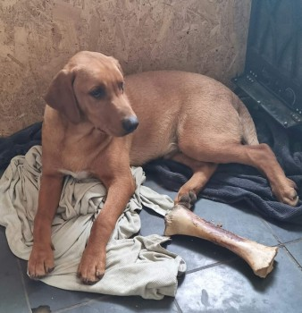 millypod1's tweet photo. 🆘21 APR 2024 #Lost GEORGE
Fox Red Labrador Retriever Male
Heading Eastbound along the tracks from Habrough Train Station
Habrough Station, Station Road #Habrough
North East #Lincolnshire #DN40 https://t.co/0OonZVguAG https://t.co/3i6WRnIdGv