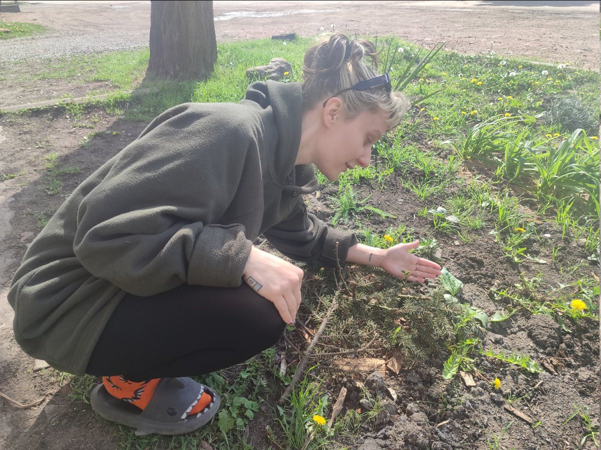 Нова надія Перші листочки на моїх грунтопокривних трояндах, посаджених біля стабіка